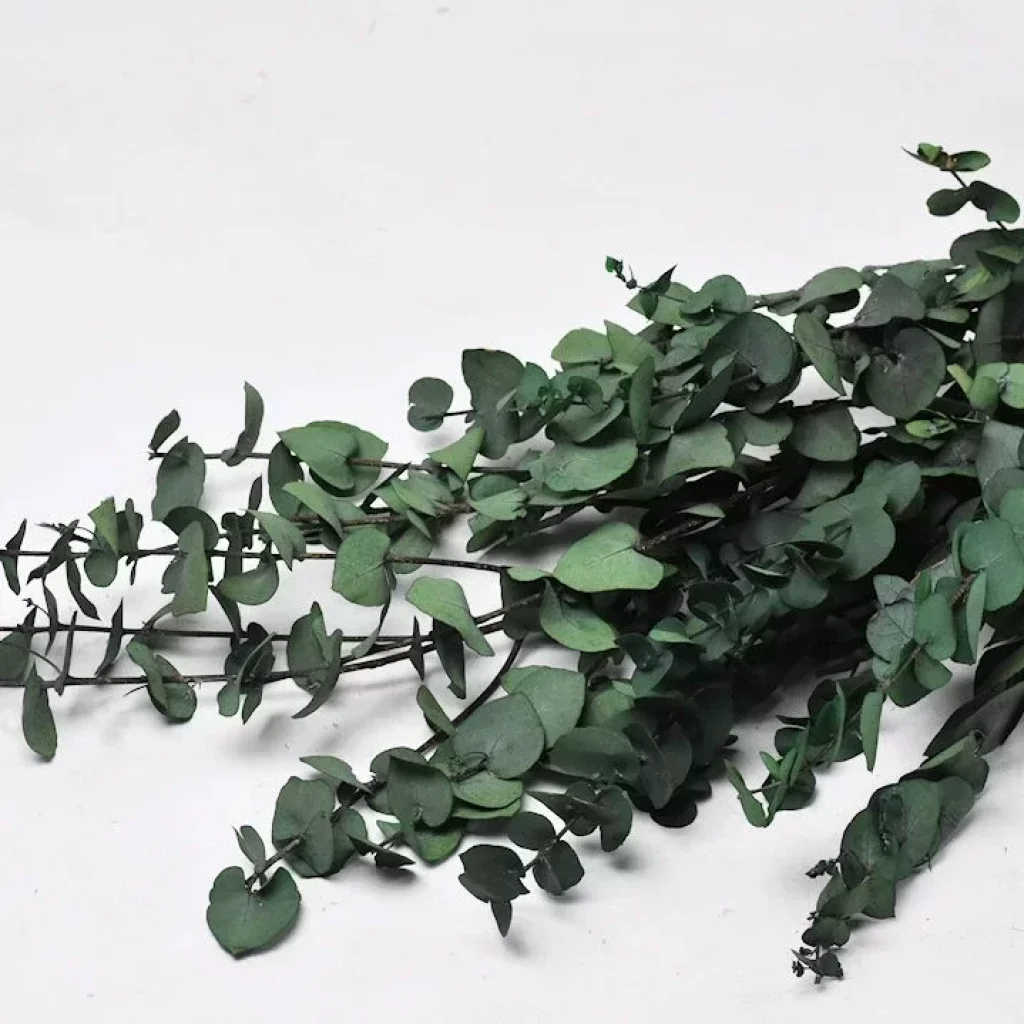 Eukaliptus-Stuartiana