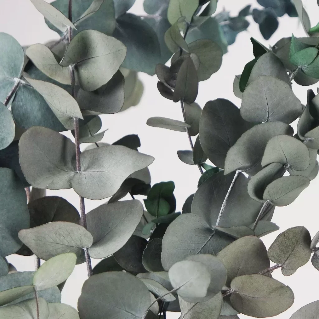 Eukalyptus-cinerea-grun-1-3-2048x2048