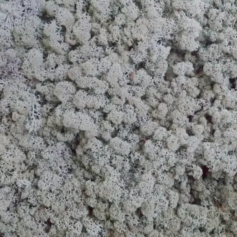 Gray-irvasova-dekorativna-mahovina-islandska2