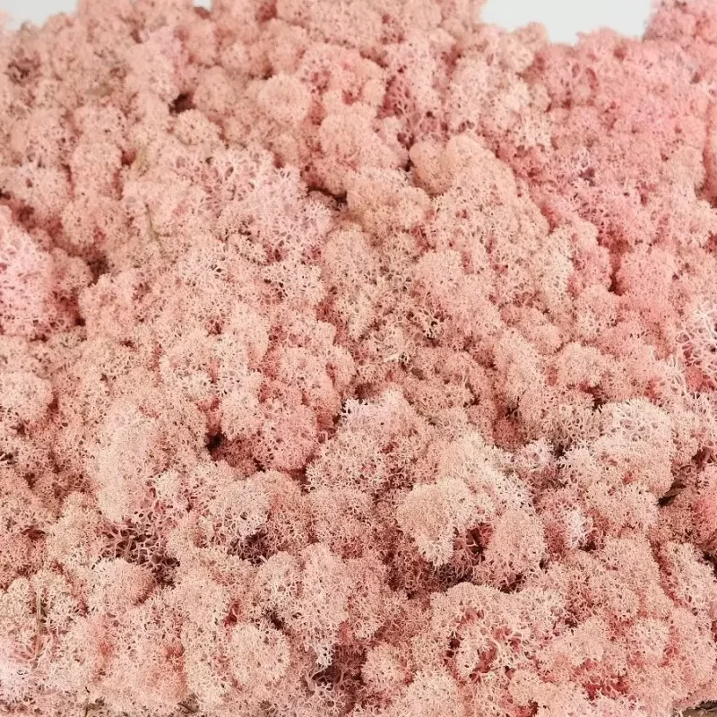 Hellrosa2-2-f640550c-507a-4888-b7e7-f1b3c95372de-2048x2048