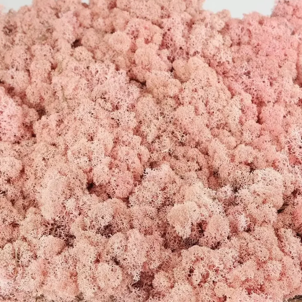 Hellrosa2-2-f640550c-507a-4888-b7e7-f1b3c95372de-2048x2048