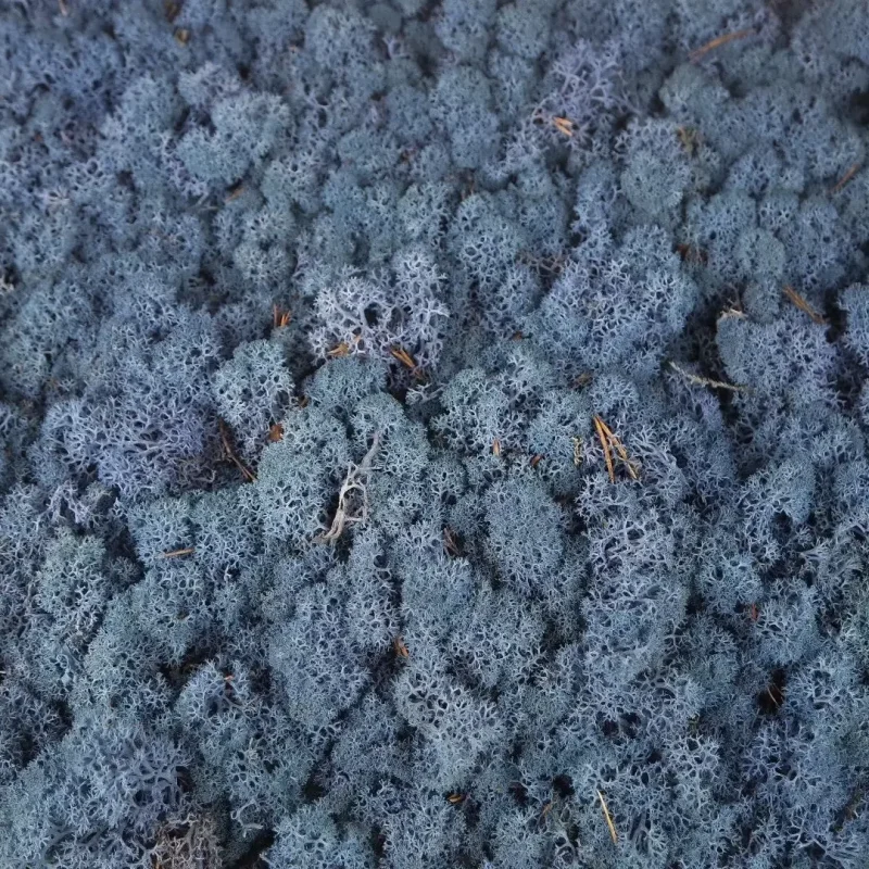 Irvasova-mahovina-dekorativna-tamnoplava