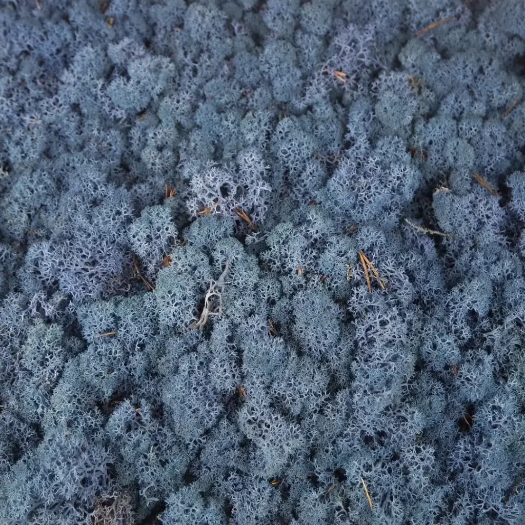 Irvasova-mahovina-dekorativna-tamnoplava