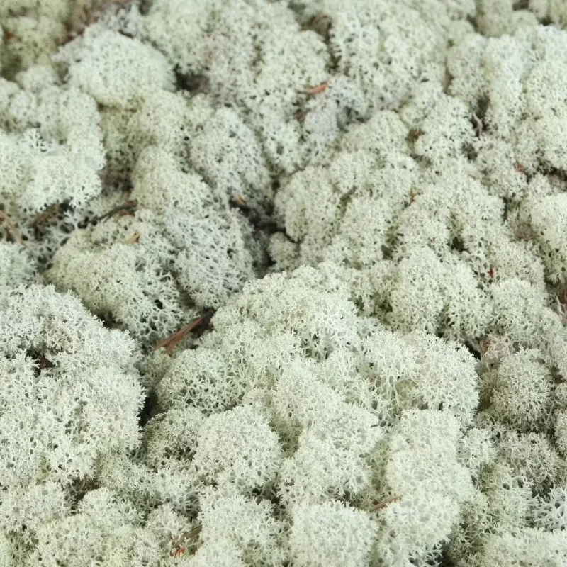 Ivory-irvasova-dekorativna-mahovina-islandska1