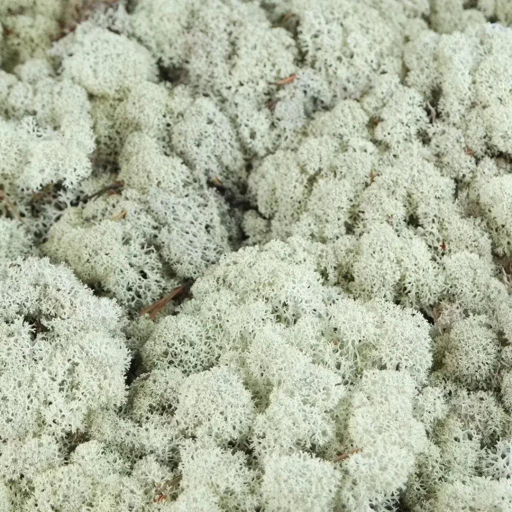 Ivory-irvasova-dekorativna-mahovina-islandska1