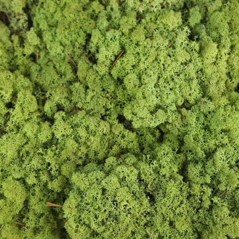 Olive-irvasova-dekorativna-mahovina-islandska