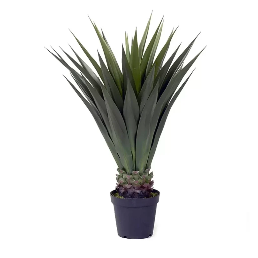 agava-vestacka-biljka