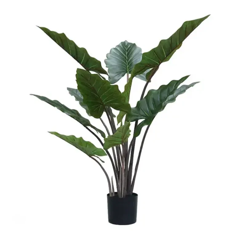 Alocasia Adam