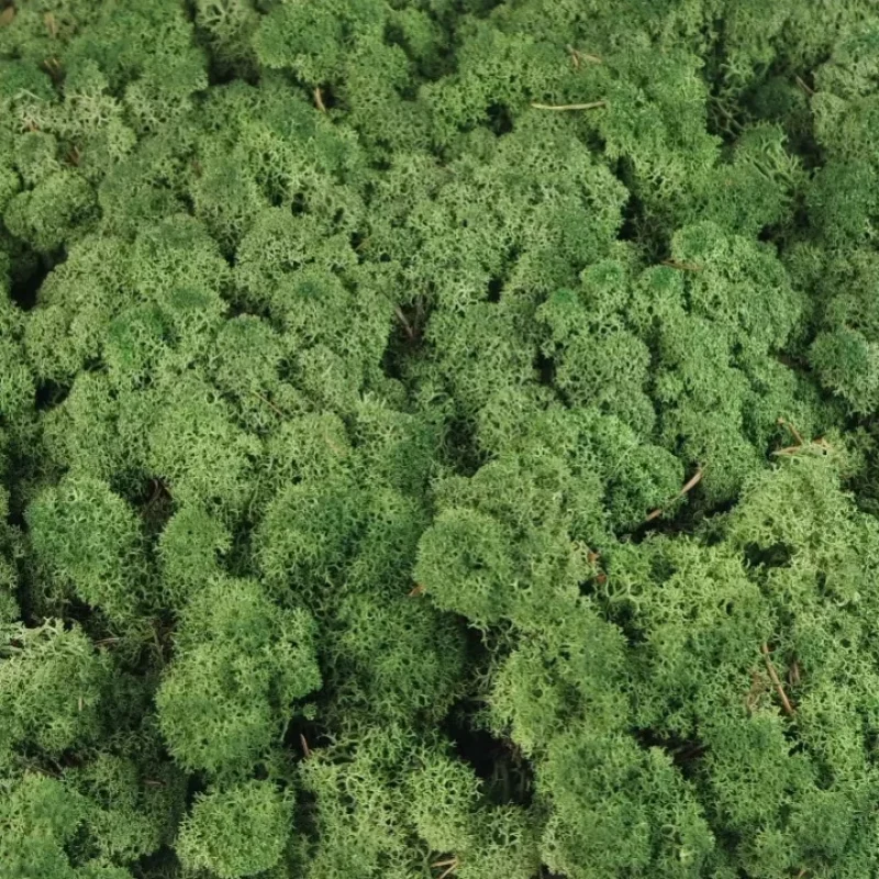 dark-irvasova-dekorativna-mahovina-islandska