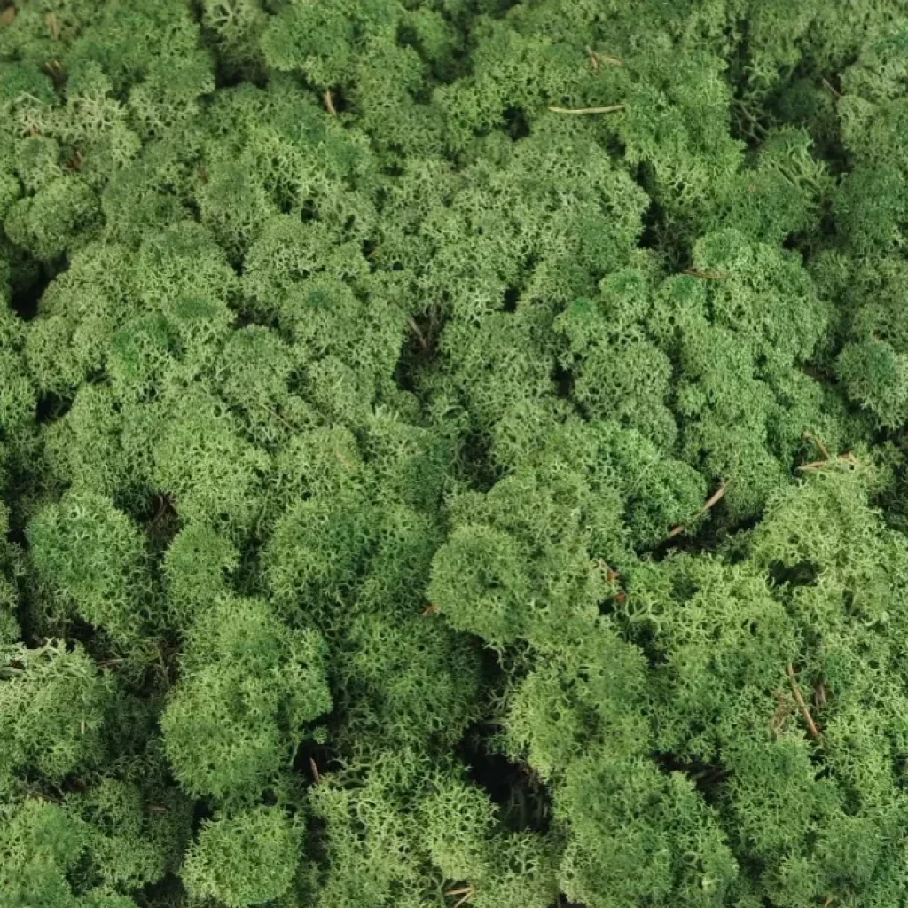 dark-irvasova-dekorativna-mahovina-islandska