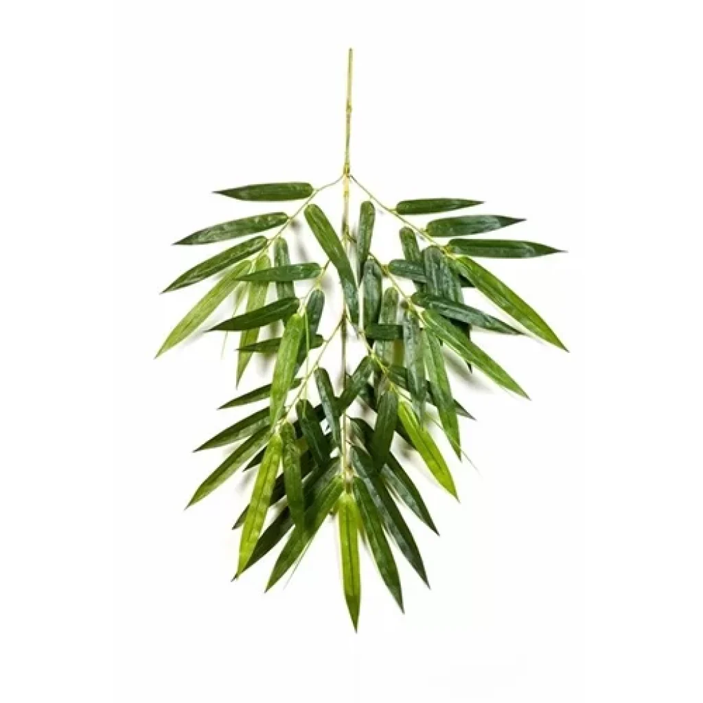 grana-bambusa-velika