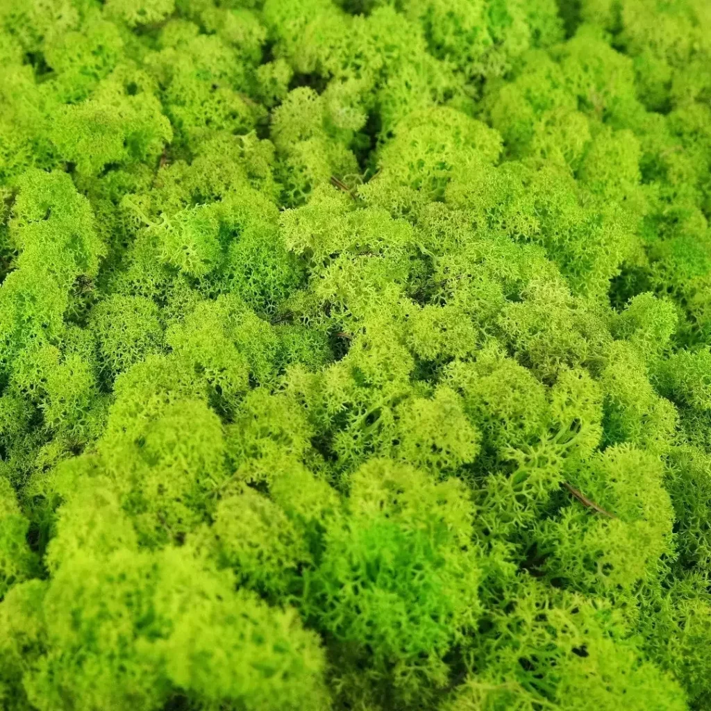 irvasova-mahovina-spring