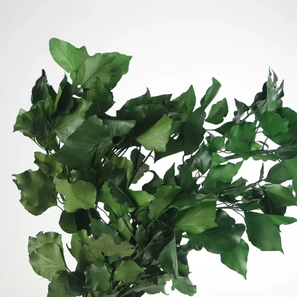 stabilizovani-brsljan2